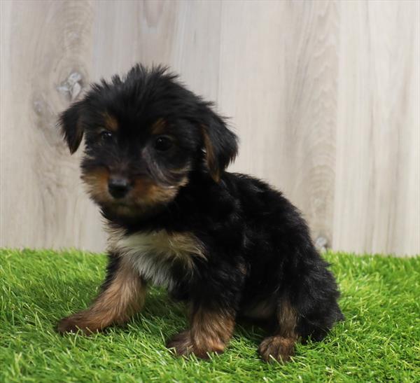 Yorkshire Terrier Puppy